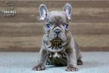 Delphine, the Adorable thumbnail 5