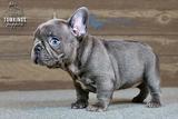 Delphine, the Adorable thumbnail 2