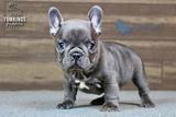 Delphine, the Adorable thumbnail 4