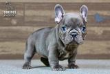 Delphine, the Adorable thumbnail 3