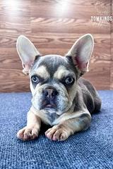 Lyra, the Sweet Surprise thumbnail 2