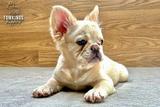 Metairie, the Graceful Empress thumbnail 2