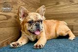 Cajun, the Sassy Sweetheart thumbnail 5