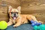 Cajun, the Sassy Sweetheart thumbnail 6
