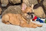 Cajun, the Sassy Sweetheart thumbnail 1