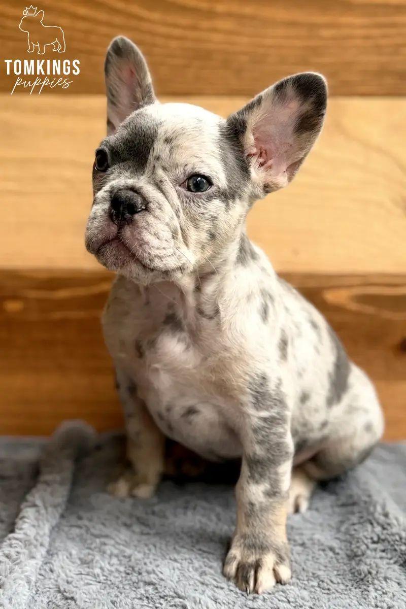 Agnus, the Amazing