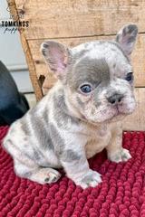 Agnus, the Amazing thumbnail 3