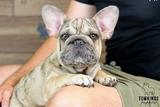 Horace, the Wrinkled Wonderboy thumbnail 1