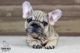 Horace, the Wrinkled Wonderboy thumbnail 5