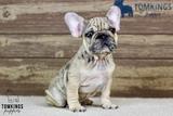 Horace, the Wrinkled Wonderboy thumbnail 2