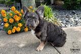 Holly, the Innocent Baby thumbnail 1