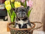 Holly, the Innocent Baby thumbnail 7