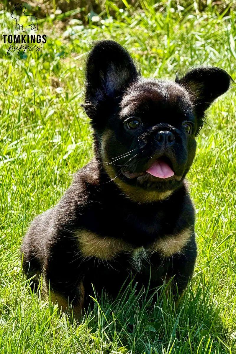 Bear, the Bubbly