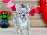 Toby, the Dashing Prince thumbnail 4