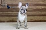 Toby, the Dashing Prince thumbnail 6
