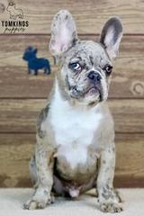 Toby, the Dashing Prince thumbnail 3