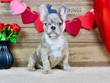 Toby, the Dashing Prince thumbnail 7