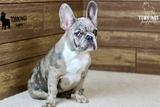 Toby, the Dashing Prince thumbnail 2