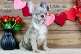 Toby, the Dashing Prince thumbnail 1