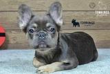 Solina, the Fuzzy Frenchie thumbnail 1