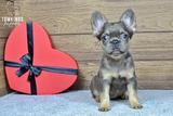 Solina, the Fuzzy Frenchie thumbnail 3