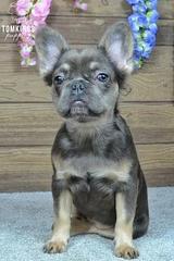 Solina, the Fuzzy Frenchie thumbnail 2