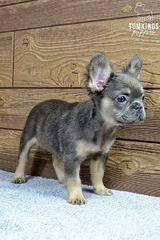 Solina, the Fuzzy Frenchie thumbnail 7