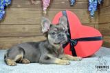 Solina, the Fuzzy Frenchie thumbnail 6