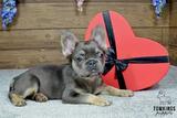 Solina, the Fuzzy Frenchie thumbnail 4