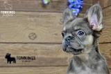 Solina, the Fuzzy Frenchie thumbnail 5