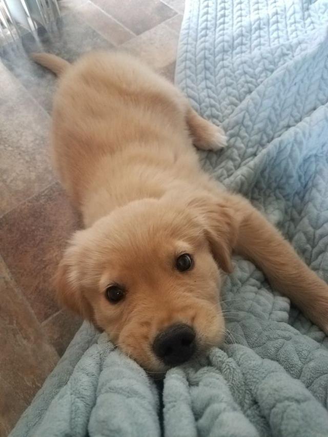 Best / most effective style: Adorable 10-Week-Old Golden Retriever Puppy – Ready for His Forever Home