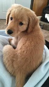 Best / most effective style: Adorable 10-Week-Old Golden Retriever Puppy – Ready for His Forever Home thumbnail 2