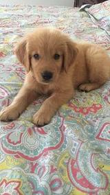 Best / most effective style: Adorable 10-Week-Old Golden Retriever Puppy – Ready for His Forever Home thumbnail 3