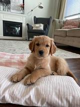 Best / most effective style: Adorable 10-Week-Old Golden Retriever Puppy – Ready for His Forever Home thumbnail 4