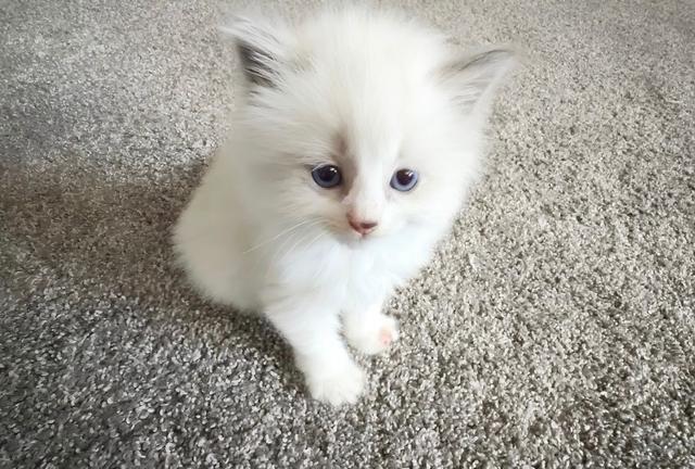 Purebred Ragdoll Delilah needs a new home!