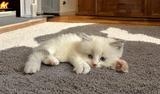 Purebred Ragdoll Delilah needs a new home! thumbnail 3