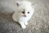 Purebred Ragdoll Delilah needs a new home! thumbnail 1
