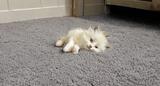 Purebred Ragdoll Delilah needs a new home! thumbnail 4
