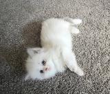 Purebred Ragdoll Delilah needs a new home! thumbnail 2