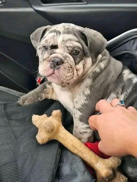The most amazing English Frenchie