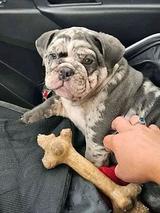 The most amazing English Frenchie  thumbnail 1