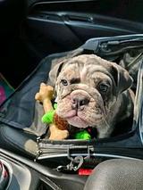 The most amazing English Frenchie  thumbnail 2