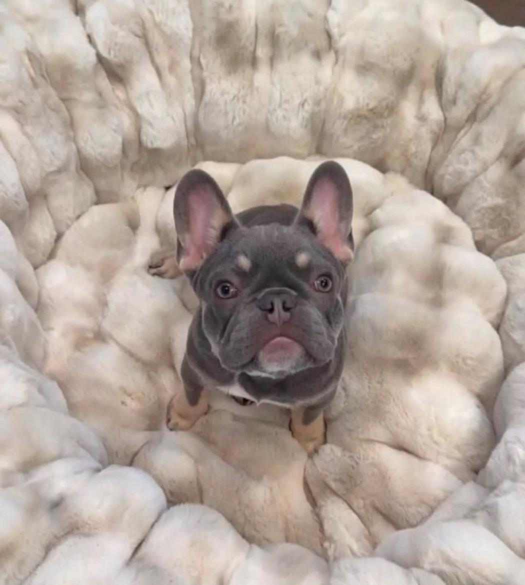 Amazing French bulldog needs new friends 