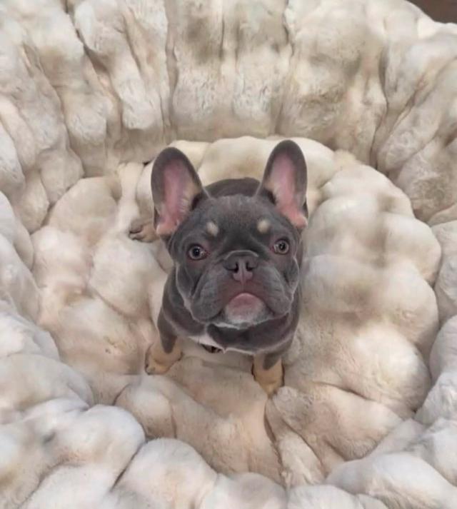 Amazing French bulldog needs new friends