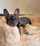 Amazing French bulldog needs new friends  thumbnail 3