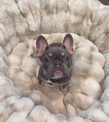 Amazing French bulldog needs new friends  thumbnail 1