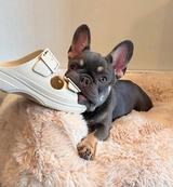 Amazing French bulldog needs new friends  thumbnail 2