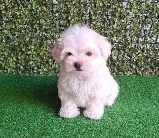 The most attractive and super sweet Maltese.