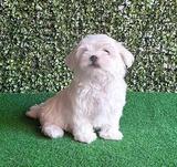 The most attractive and super sweet Maltese. thumbnail 3