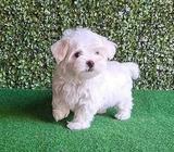 The most attractive and super sweet Maltese. thumbnail 2